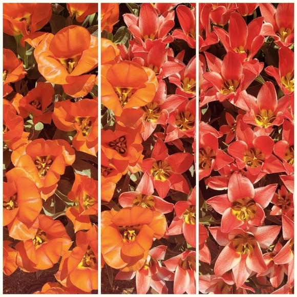 Meet your Posher, Tonya - Picture 1 of 1